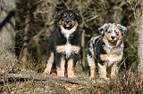 BERGER AUSTRALIEN PUPPIES 600